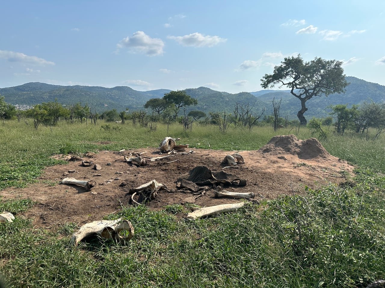 default-64 A barren area littered with elephant bones due to nutrient concentration from decomposing carcasses